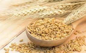 جو کرمانشاه رتبه دوم سطح زیر کشت "جو" در کشور را دارد