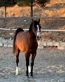 راه قانونی برای صادرات "اسب کُرد" باز شود