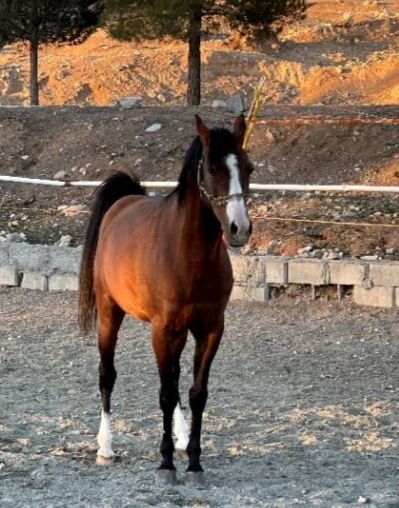 "اسب کرد" ثبت جهانی شدن را انتظار میکشد