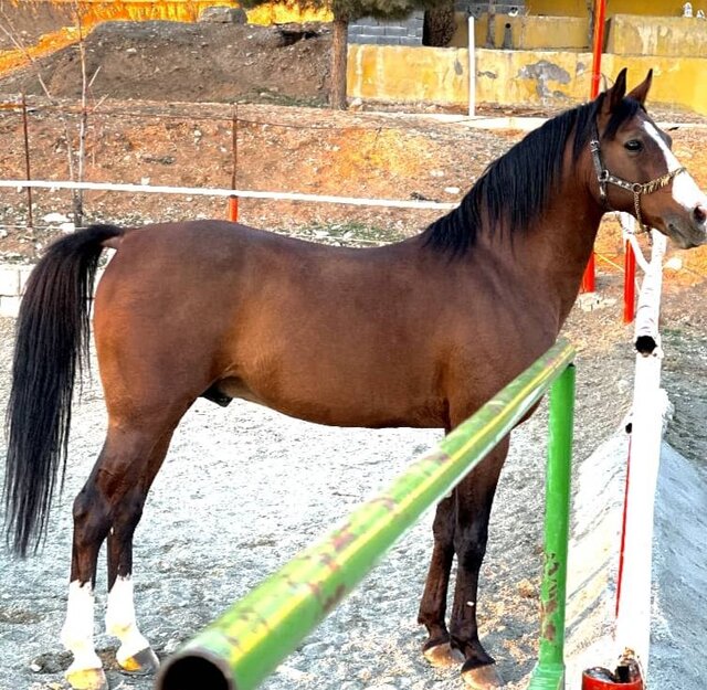 اسب کرد "اسب کرد" ثبت جهانی شدن را انتظار میکشد