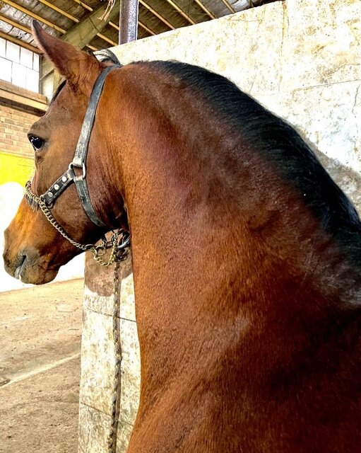 "اسب کرد" ثبت جهانی شدن را انتظار میکشد