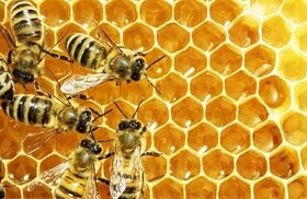 5600 تن "عسل" در کرمانشاه تولید شد