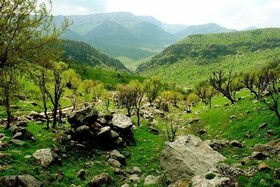 سرانه فضای جنگلی کرمانشاه بیش از میانگین کشوری است