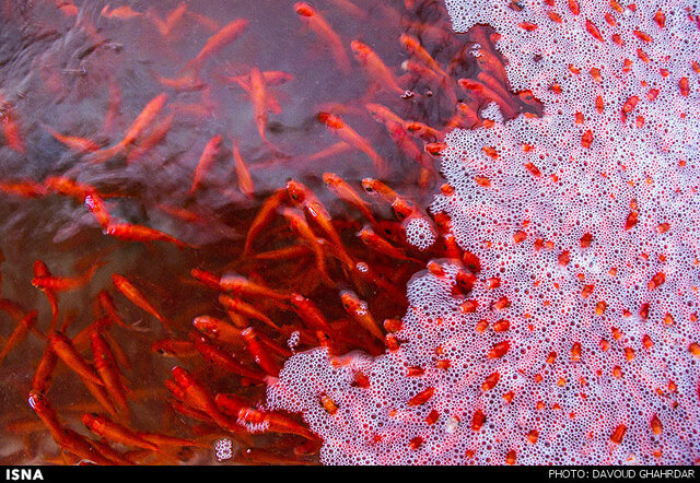 هنگام خرید ماهی قرمز چه نکاتی را رعایت کنیم؟