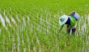 کرمانشاه آبی برای کشت دوم ندارد/ باید جلوی این کشت گرفته شود