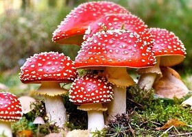 مسمومیت با قارچ‌های طبیعی را جدی بگیرید