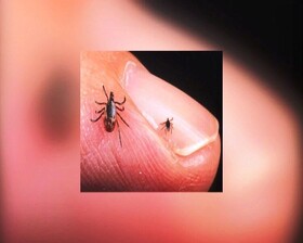 هشدار در مورد شیوع بیماری تب خونریزی‌دهنده کریمه کنگو