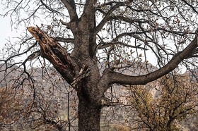 درختان "آفت زده" شهر کرمانشاه قطع می‌شوند