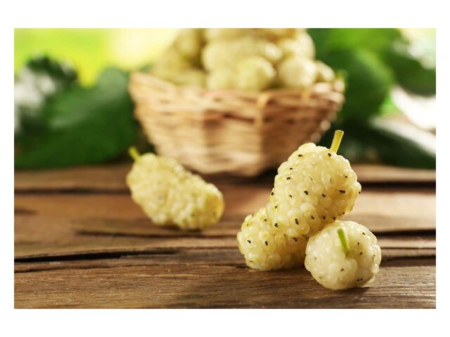 آغاز برداشت توت از باغات پاوه