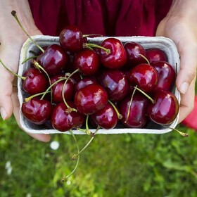 آلبالو و گیلاس "صحنه" به بازار آمد