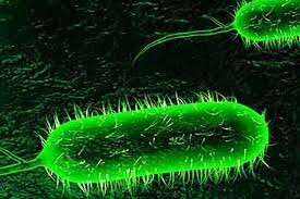 شناسایی یک مورد ابتلا به "وبا" در کرمانشاه/ تمام شهرستان‌ها مجهز به تجهیزات تشخیصی هستند