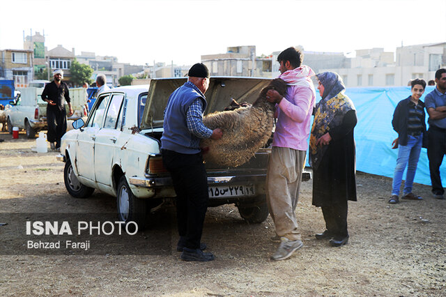 فروش گوسفند قربانی در کرمانشاه