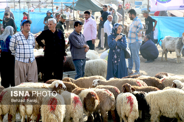 فروش گوسفند قربانی در کرمانشاه