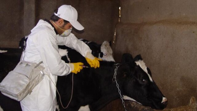 آغاز واکسیناسیون رایگان 100 هزار دام سنگین کرمانشاه علیه "تب‌برفکی" 