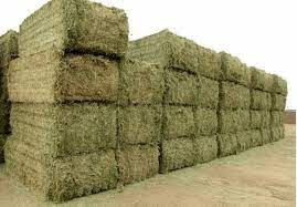 خواستار از سرگیری صادرات "آخال حبوبات" هستیم