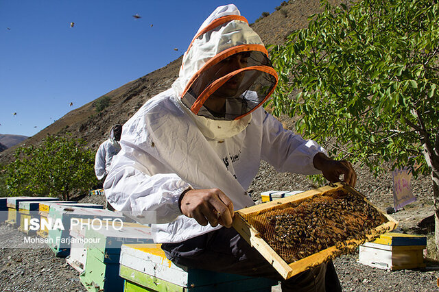 زنبورستان‌های کرمانشاه سرشماری می‌شوند /هفتمین تولیدکننده عسل در کشوریم