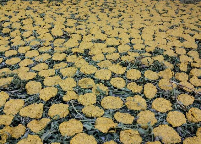 وقتی "ترخینه" مورد پسند نادر شاه افشار قرار گرفت وقتی "ترخینه" مورد پسند نادر شاه افشار قرار گرفت