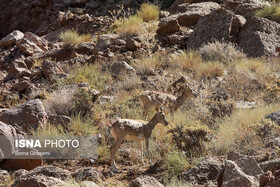 پیگیری برای ارتقاء "بمو" به منطقه حفاظت شده