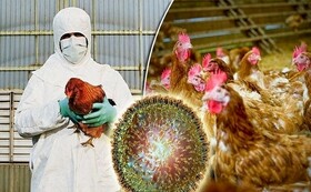 "آنفلوانزای پرندگان" در کمین است/ از دوره‌گردها مرغ نخرید