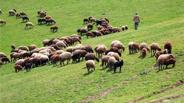 مراتع کرمانشاه تحت تاثیر خشکسالی ضعیف شده‌اند/ عشایر هوای مراتع را داشته باشند