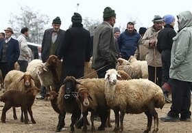 قیمت دام زنده هیچ کاهشی نداشته است