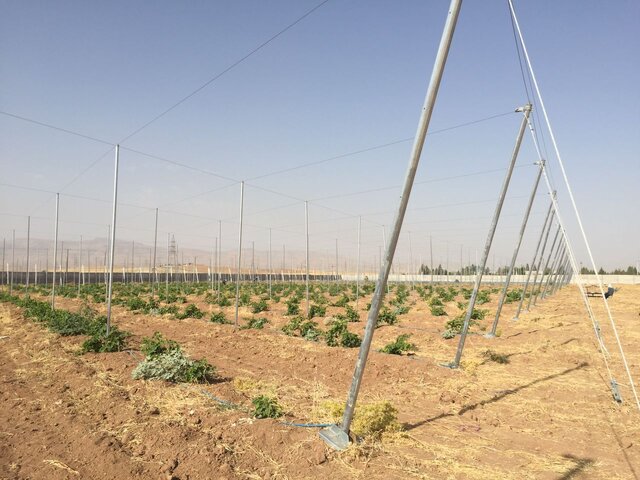 نوبرانه بزرگترین "باغ سایبان" کشور از مهر سال آینده به بازار می‌آید