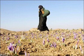 تلاش ۳۳۰۰ مددکار ترویجی برای دستیابی کشاورزان کرمانشاه به تولید اقتصادی