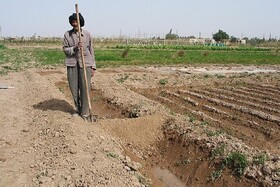 خسارت ۴۳۱ میلیارد تومانی بارش‌های بهاره به کشاورزی کرمانشاه
