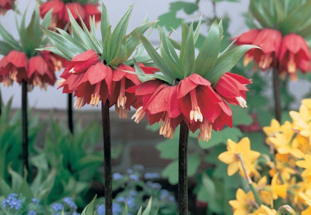 مراقب "لاله واژگون" باشیم