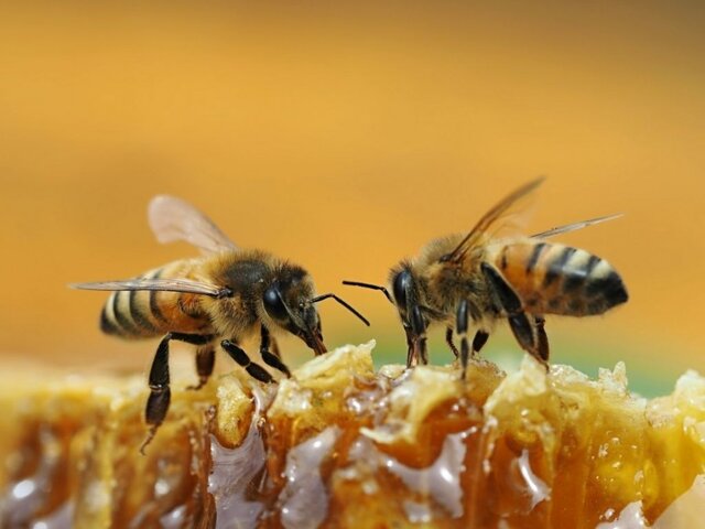 در پی تشکیل زنجیره ارزش زنبور عسل در کرمانشاه هستیم