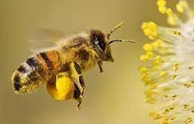 در پی تشکیل زنجیره ارزش زنبور عسل در کرمانشاه هستیم