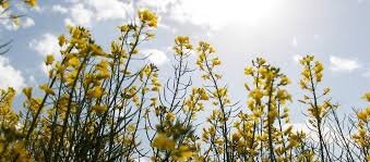 برداشت "کلزا" از مزارع کرمانشاه آغاز شد