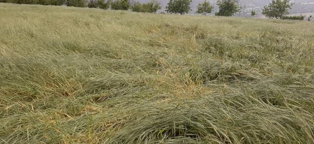 خسارت ۱۶۹۰ میلیارد ریالی بارشهای شدید اردیبهشت به کشاورزی کرمانشاه