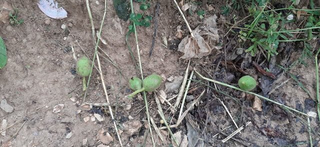 خسارت ۱۶۹۰ میلیارد ریالی بارشهای شدید اردیبهشت به کشاورزی کرمانشاه