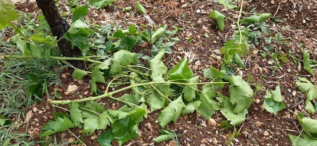 خسارت ۱۶۹۰ میلیارد ریالی بارشهای شدید اردیبهشت به کشاورزی کرمانشاه