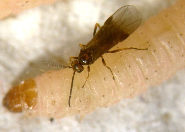 رها سازی زنبور "هابرو براکون" در ۱۵ هزار هکتار از مزارع کرمانشاه