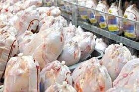 کشتار روزانه ۶۰ تن مرغ در چهارمحال و بختیاری/ کمبود مرغ نداریم