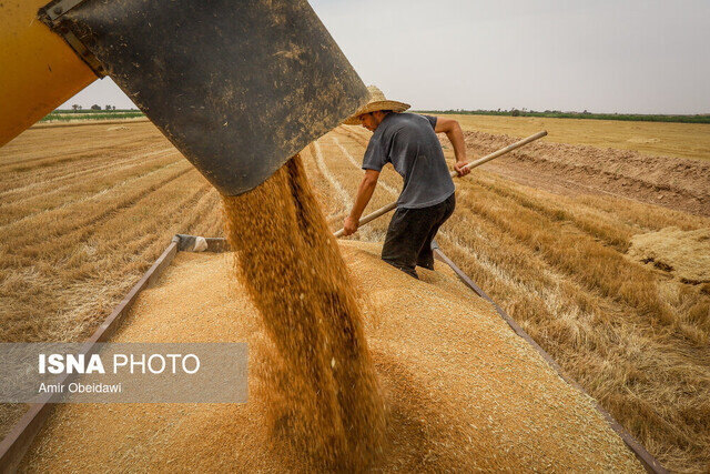 تحویل ۴۷ هزار تن گندم به انبارهای تعاونی روستایی بوشهر