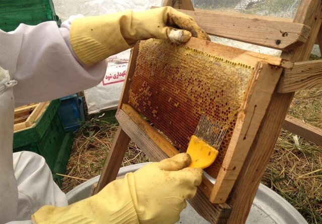 پیش‌بینی تولید بیش از ۸۰۰۰ تن "عسل" در کرمانشاه
