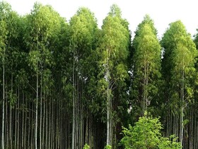 اجرای طرح توسعه زراعت چوب در سطح ۱۰۰ هکتار از منابع طبیعی قصرشیرین