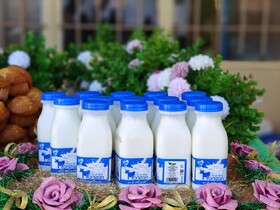 آغاز توزیع شیر رایگان در مدارس کرمانشاه