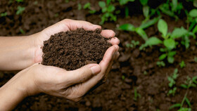 توسعه "کشاورزی حفاظتی" راهکاری مهم برای جلوگیری از نابودی خاک‎ است