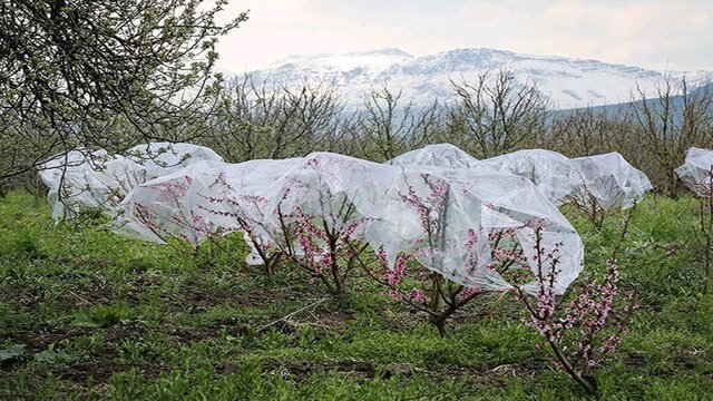 توصیههای زمستانی به کشاورزان برای جلوگیری از سرمازدگی محصولاتشان توصیههای زمستانی به کشاورزان برای جلوگیری از سرمازدگی محصولاتشان