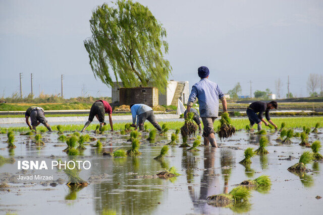 کشت برنج در کهگیلویه و بویراحمد ممنوع شد کشت برنج در کهگیلویه و بویراحمد ممنوع شد