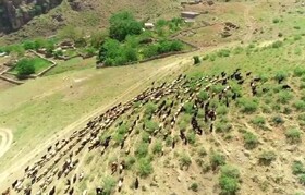 آغاز کوچ «هوارنشینی» در اورامانات کرمانشاه