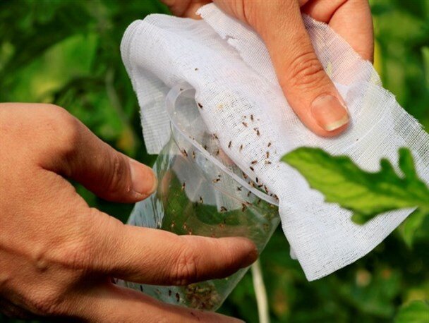 بدنبال سوق دادن کشاورزان به سمت مبارزه بیولوژیک با آفات هستیم بدنبال سوق دادن کشاورزان به سمت مبارزه بیولوژیک با آفات هستیم