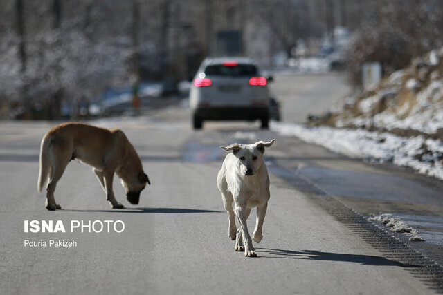 فعالیت ۱۰ اکیپ جمعآوری سگهای ولگرد در کرمانشاه فعالیت ۱۰ اکیپ جمعآوری سگهای ولگرد در کرمانشاه