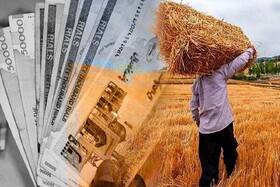 خرید ۳۳۶ هزار تن گندم تضمینی در فارس