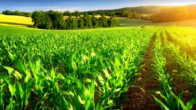 چالشهای کشاورزان ایلامی و راهکارهای برونرفت