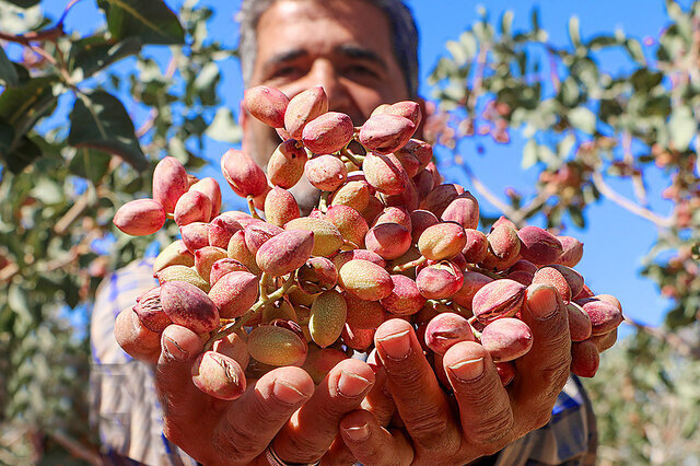 باز شدن جای پای پسته سیستان‌وبلوچستان در بازارهای جهانی